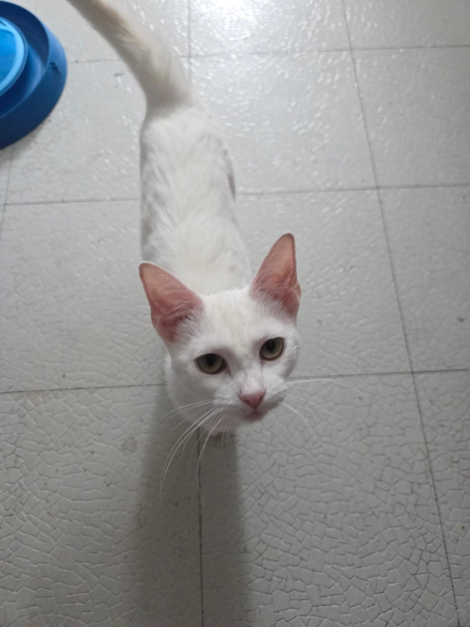 Enlarge Opal, a Adoptable American Shorthair in Wadsworth, IL image 6/6