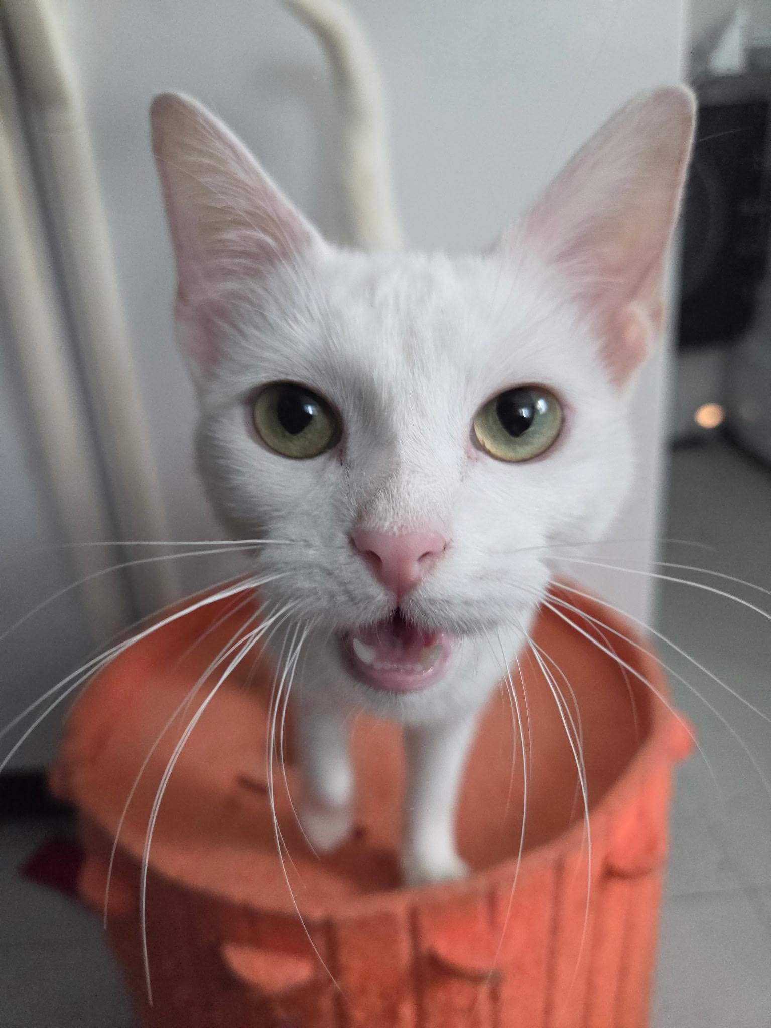 Enlarge Opal, a Adoptable American Shorthair in Wadsworth, IL image 5/6