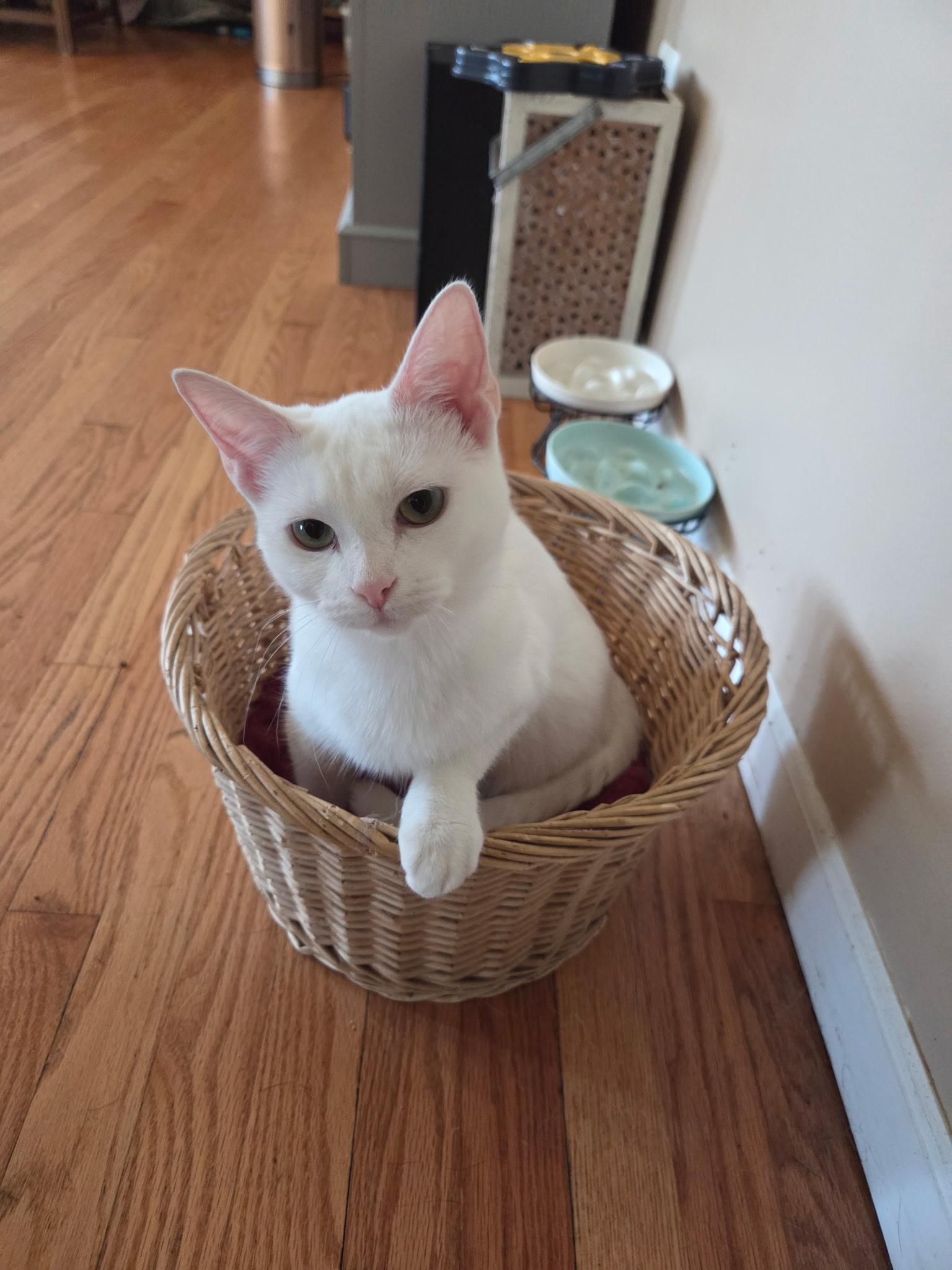 Enlarge Opal, a Adoptable American Shorthair in Wadsworth, IL image 2/6