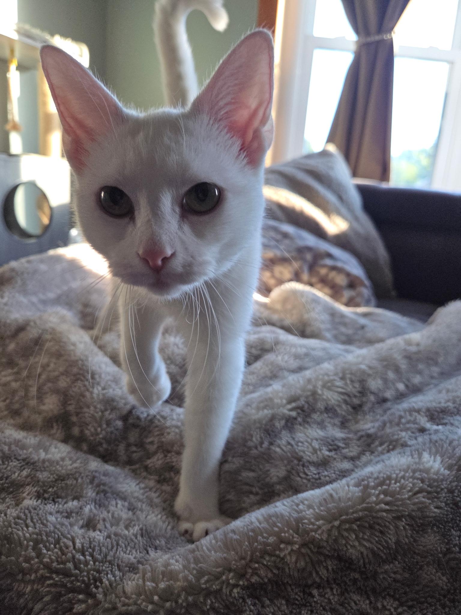 Enlarge Opal, a Adoptable American Shorthair in Wadsworth, IL image 3/6