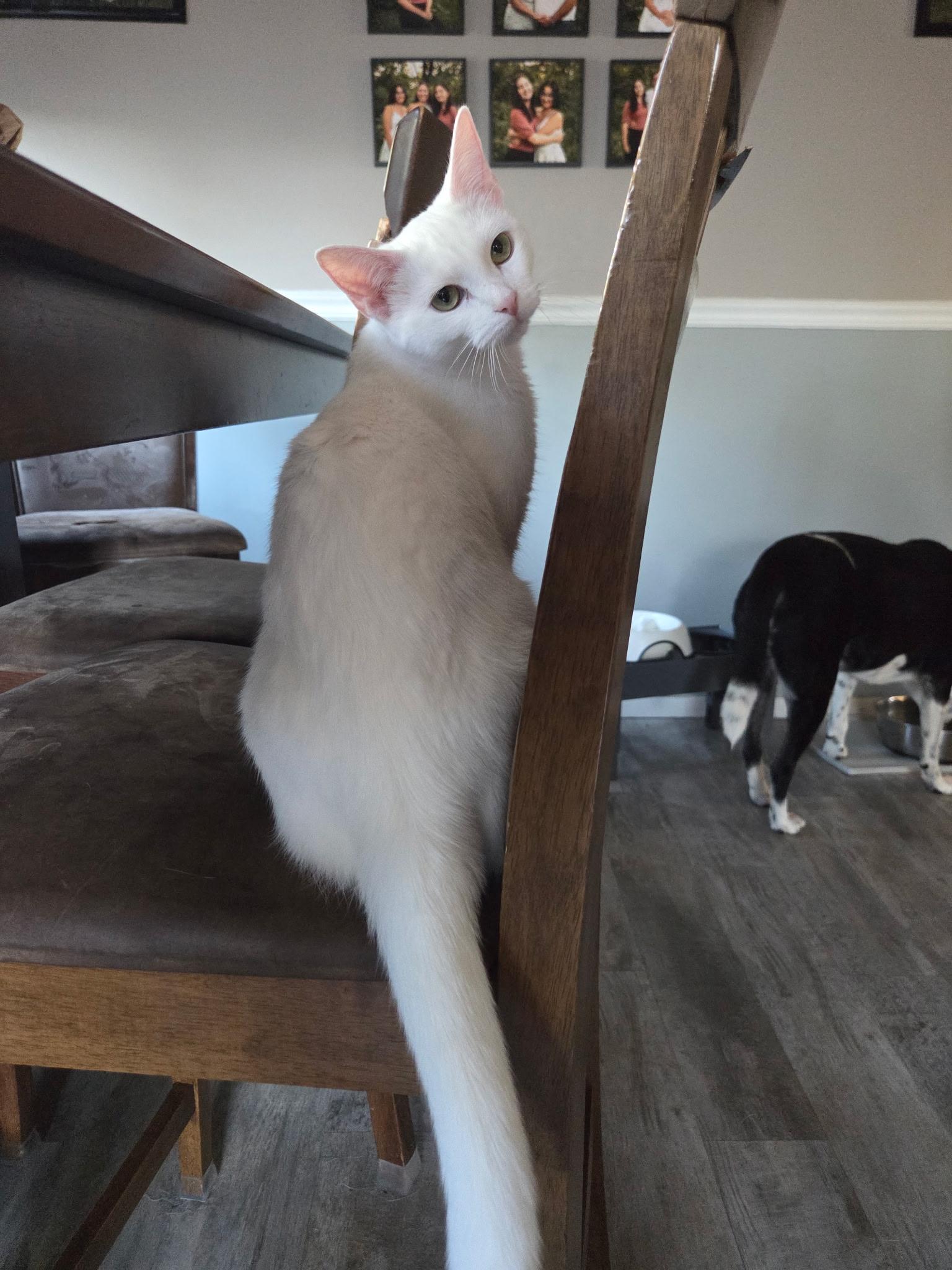 Enlarge Opal, a Adoptable American Shorthair in Wadsworth, IL image 1/6