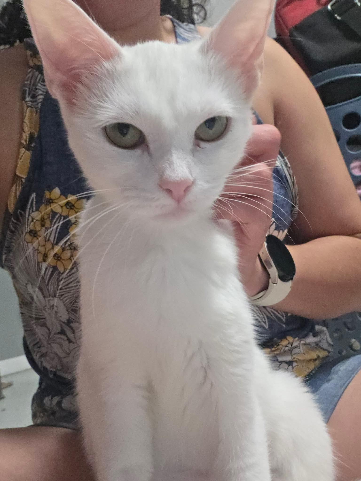Enlarge Opal, a Adoptable American Shorthair in Wadsworth, IL image 4/6