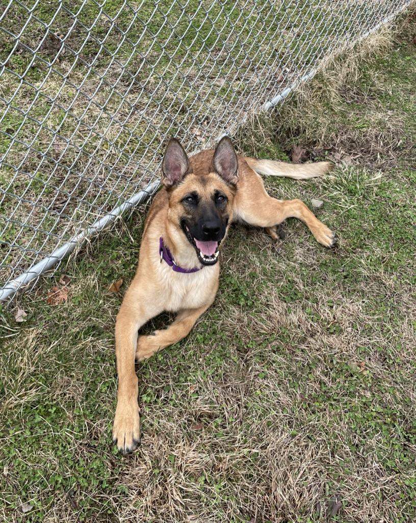 Enlarge Snowbell, a Adoptable mixed breed in Hyde Park, NY image 1/2