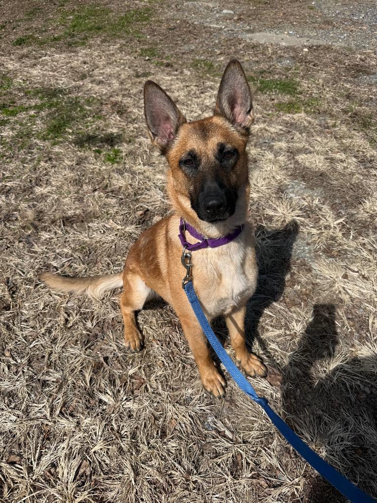 Enlarge Snowbell, a Adoptable mixed breed in Hyde Park, NY image 2/2