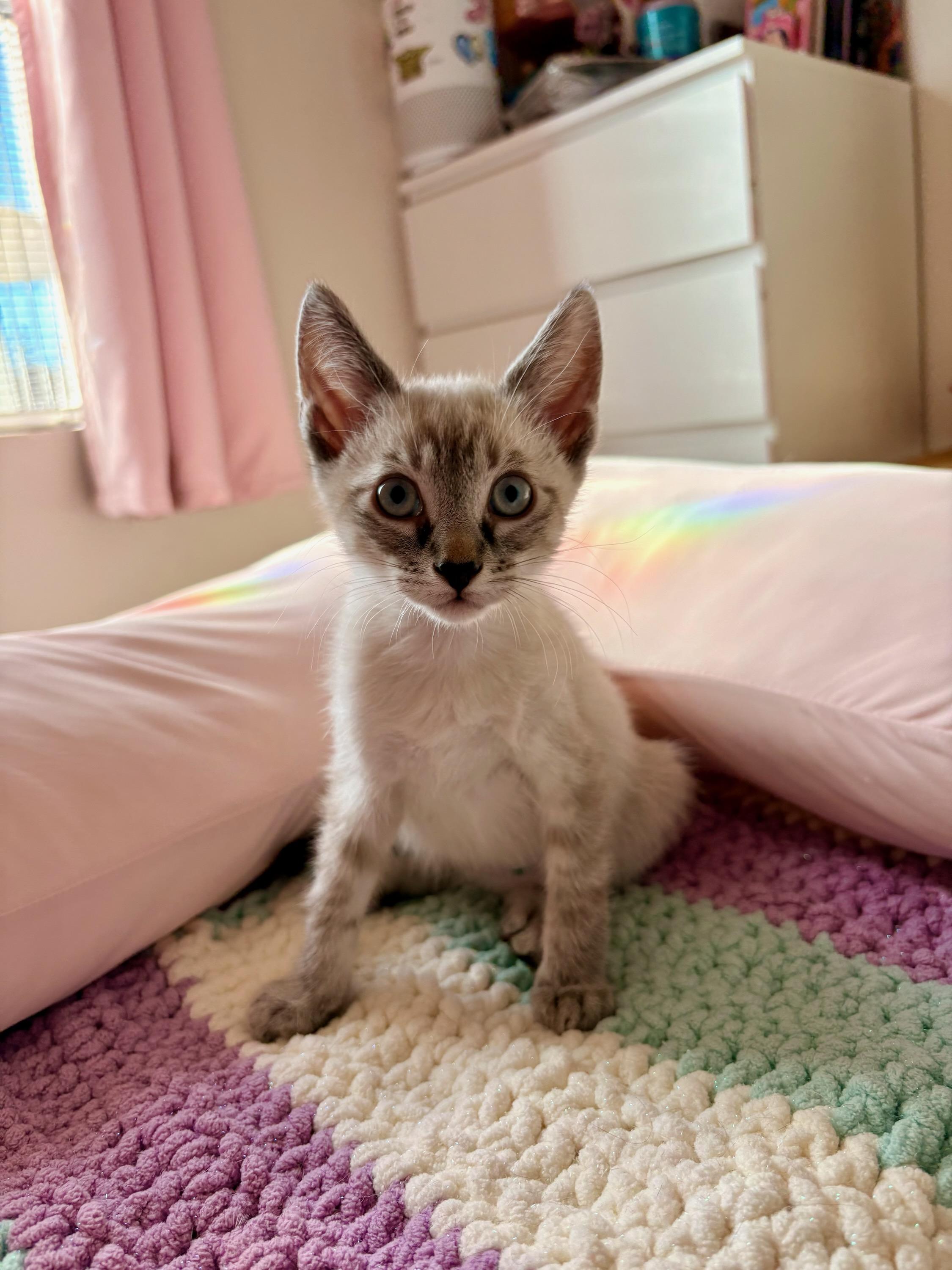 Enlarge Blue, a Adoptable Siamese in Des Moines , WA image 1/1