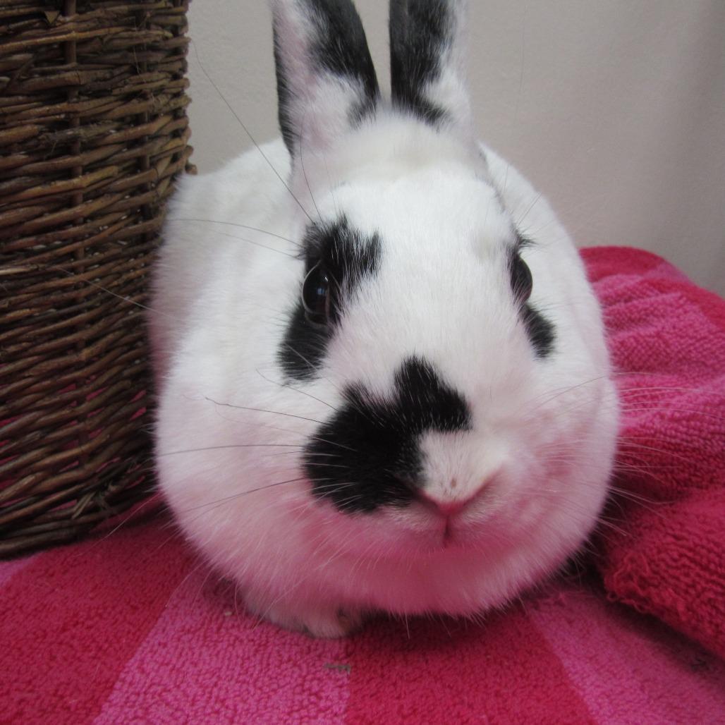 Enlarge Sharon, a Adoptable English Spot in Newport, PA image 1/6