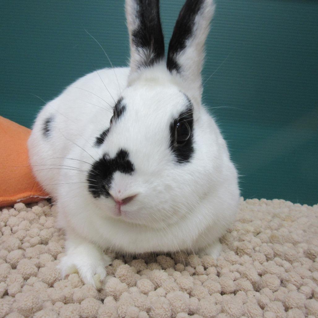 Enlarge Sharon, a Adoptable English Spot in Newport, PA image 2/6