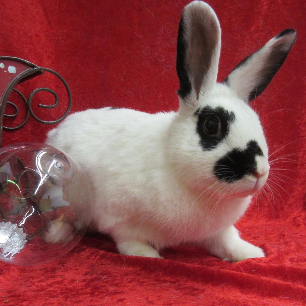 Enlarge Sharon, a Adoptable English Spot in Newport, PA image 3/6