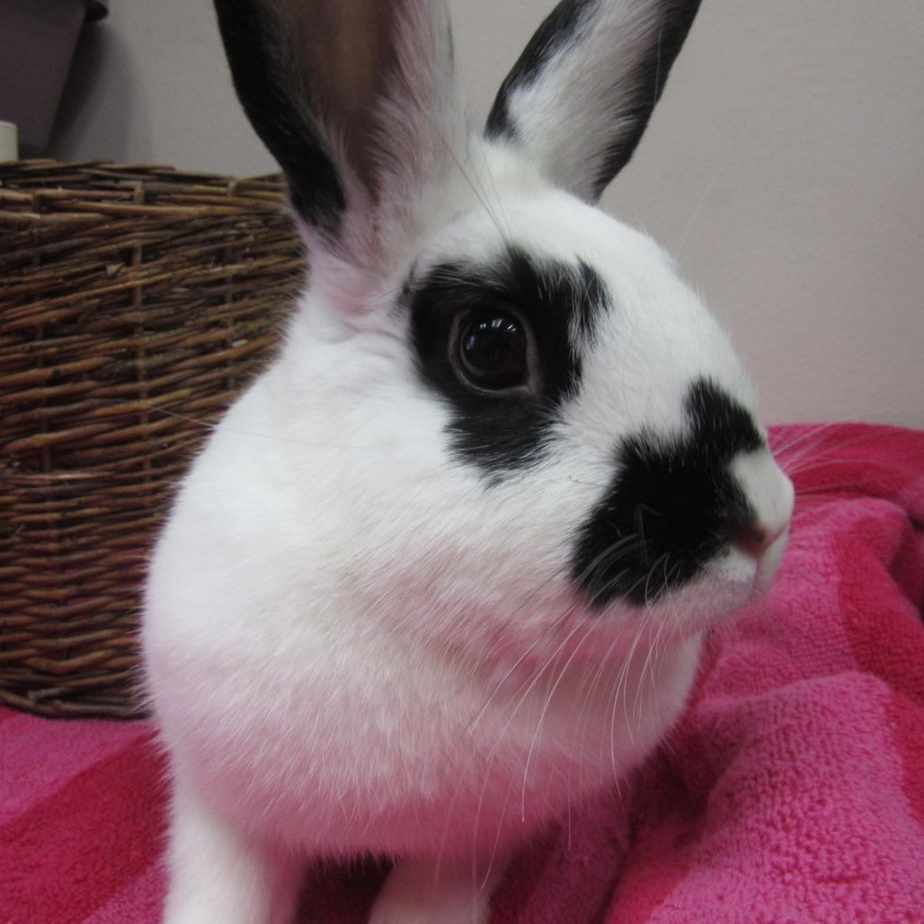 Enlarge Sharon, a Adoptable English Spot in Newport, PA image 5/6