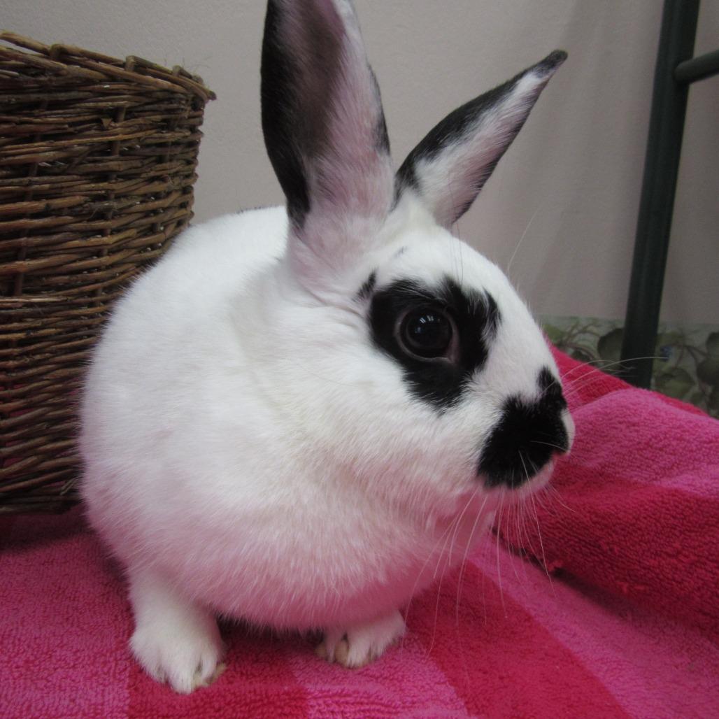 Enlarge Sharon, a Adoptable English Spot in Newport, PA image 6/6