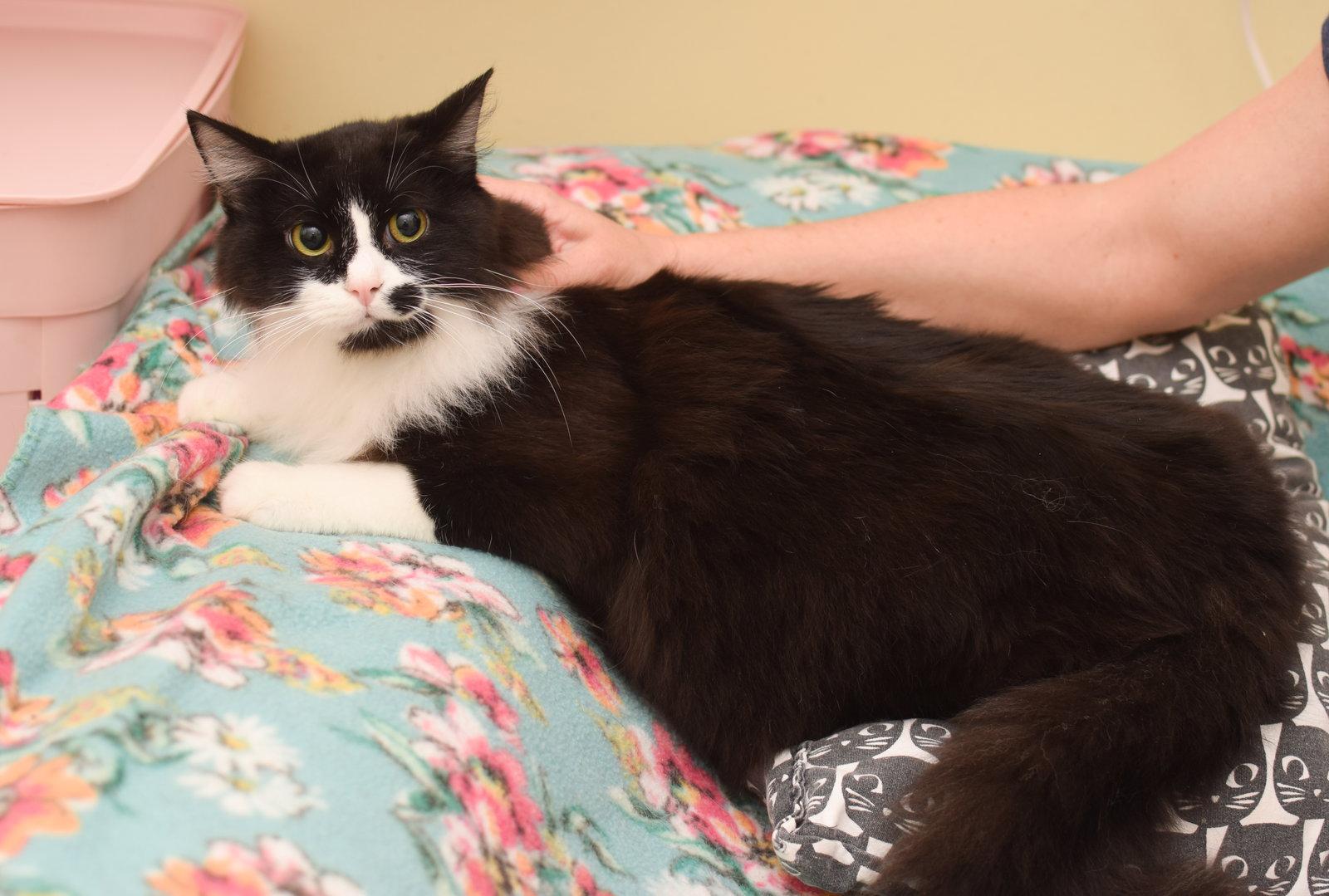 Hades, Adoptable, Young Male Maine Coon.