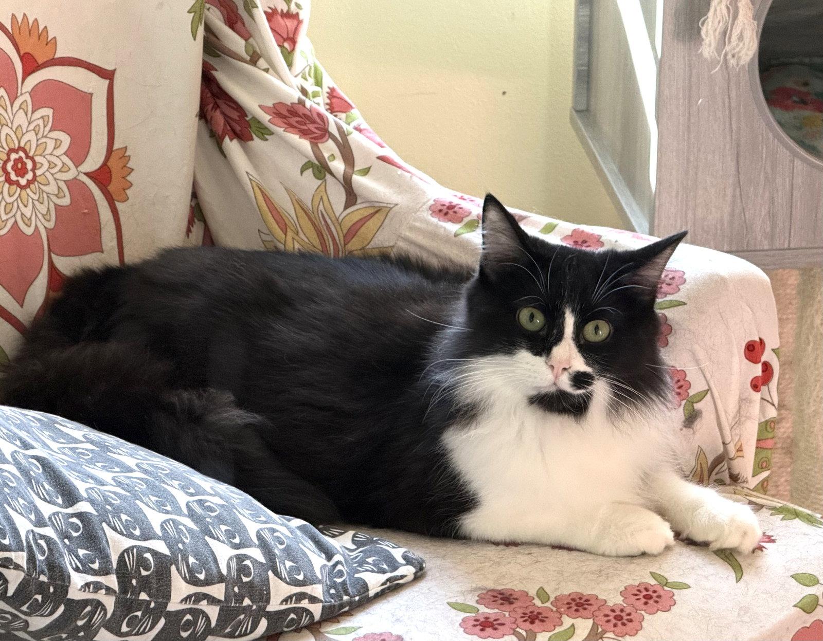 Enlarge Hades, a Adoptable Maine Coon in Hockessin, DE image 2/3