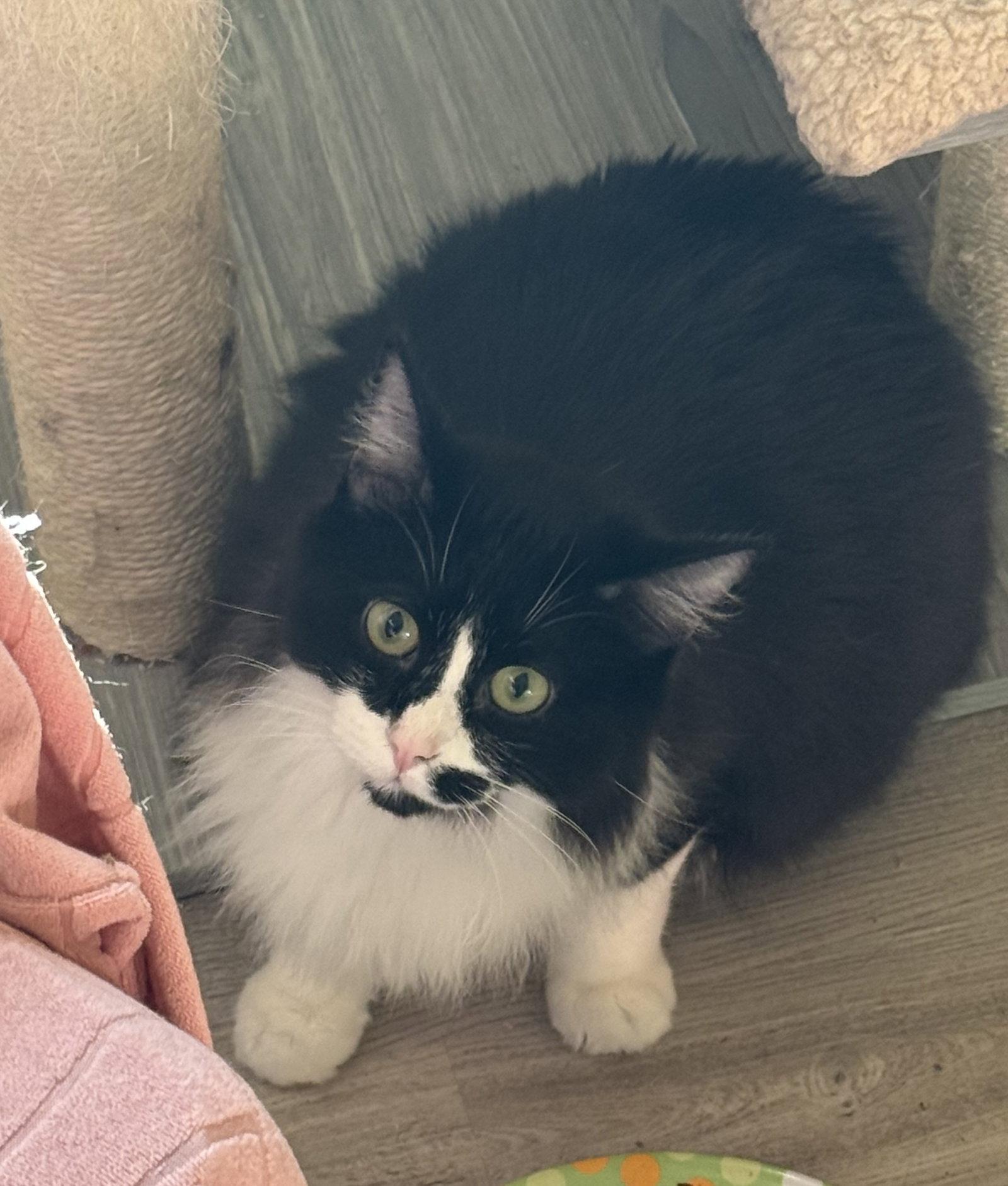 Enlarge Hades, a Adoptable Maine Coon in Hockessin, DE image 3/3