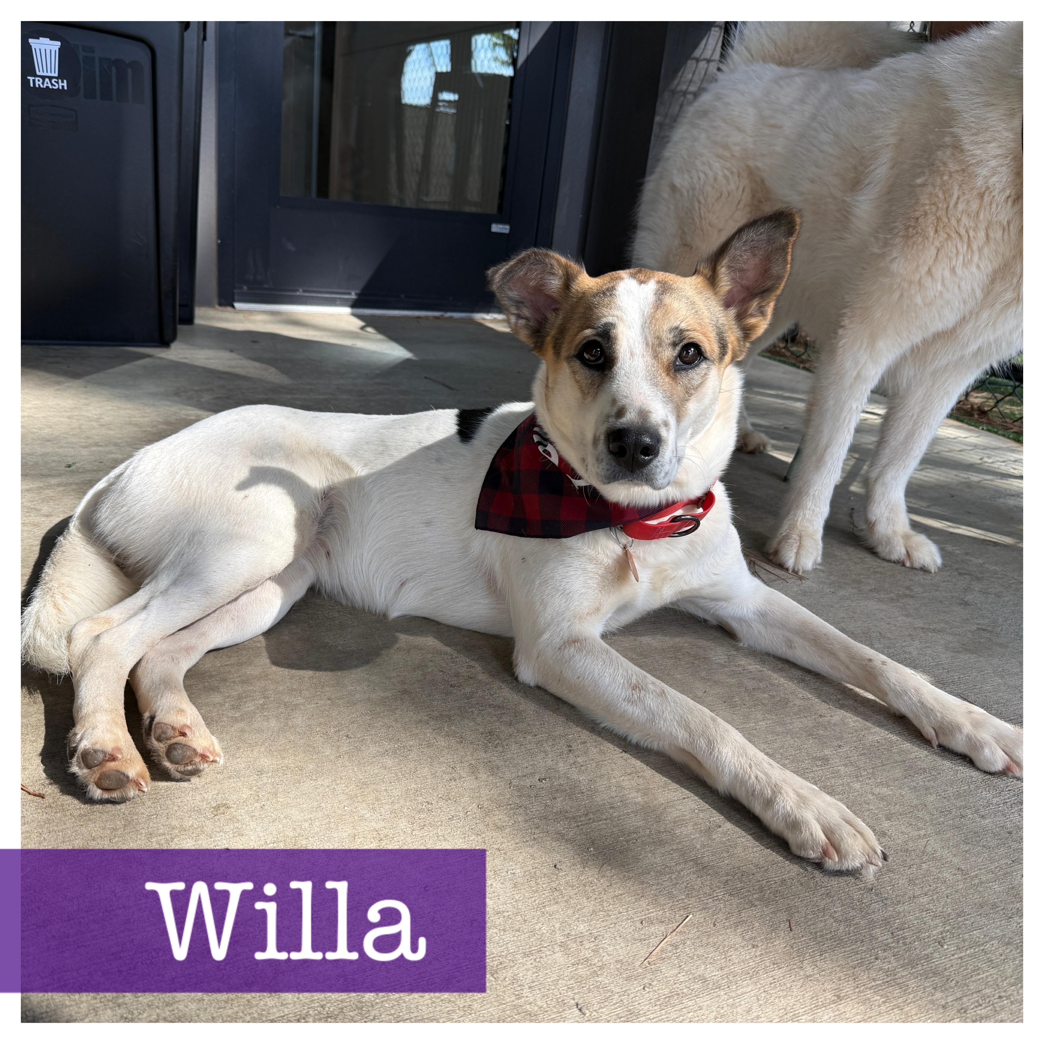Willa