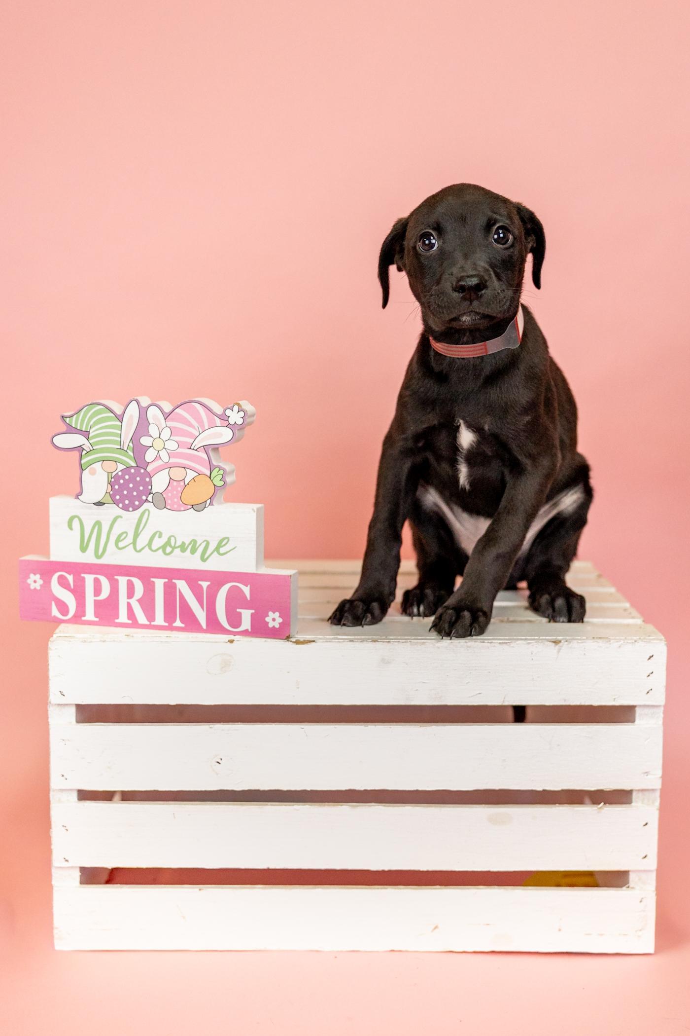 258-26, adopted, Puppy Female Pit Bull Terrier.