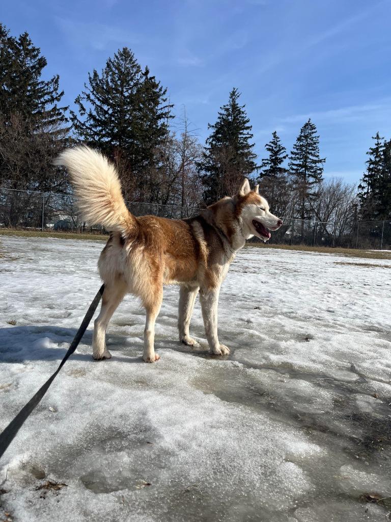 Aries, a Adopted mixed breed in Barron, WI image 2/6