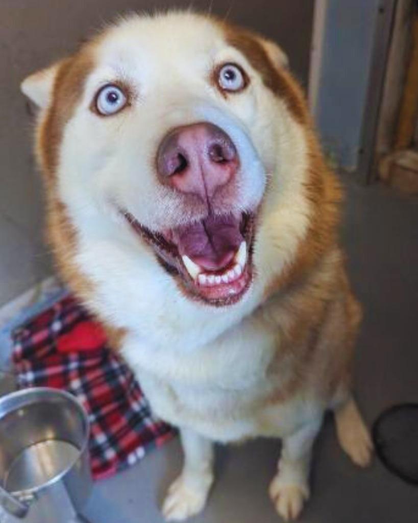 Aries, a Adopted mixed breed in Barron, WI image 4/6