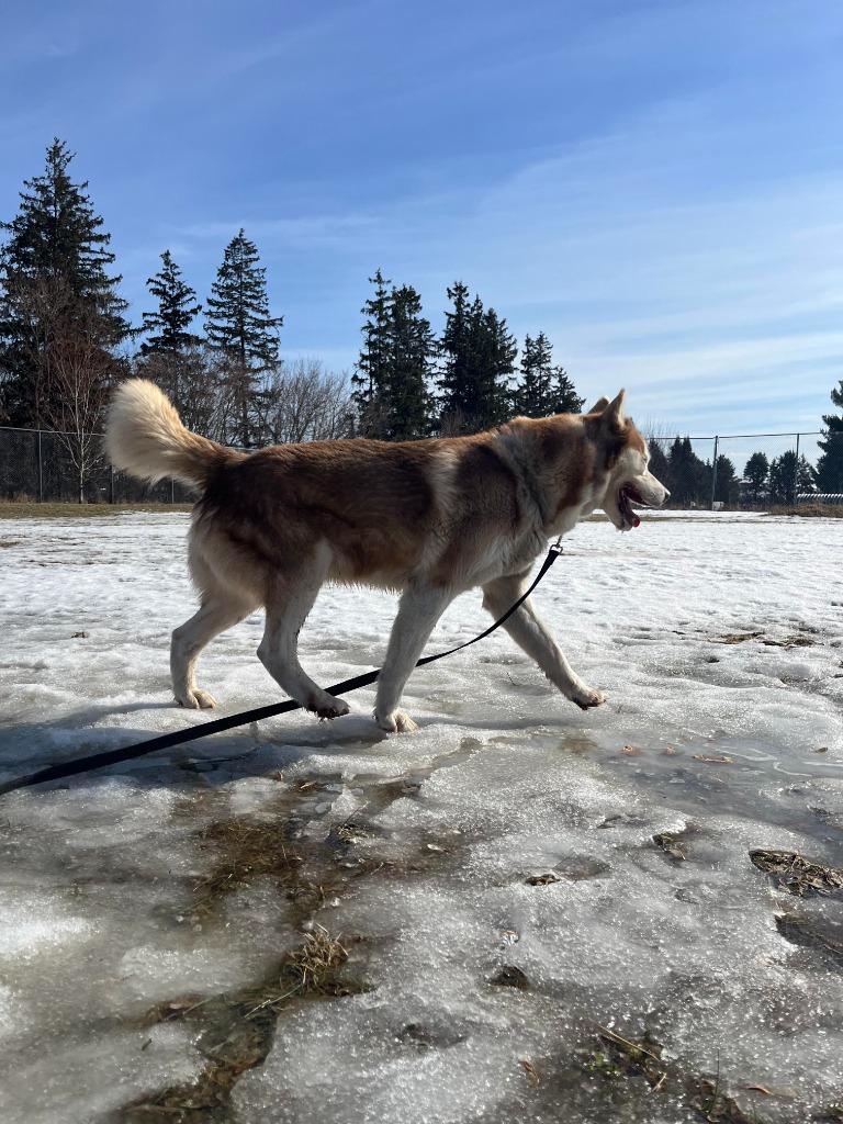 Aries, a Adopted mixed breed in Barron, WI image 5/6