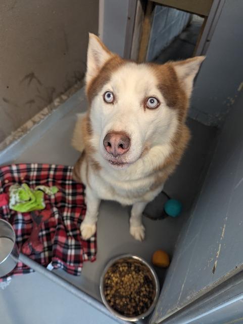 Aries, a Adopted mixed breed in Barron, WI image 6/6