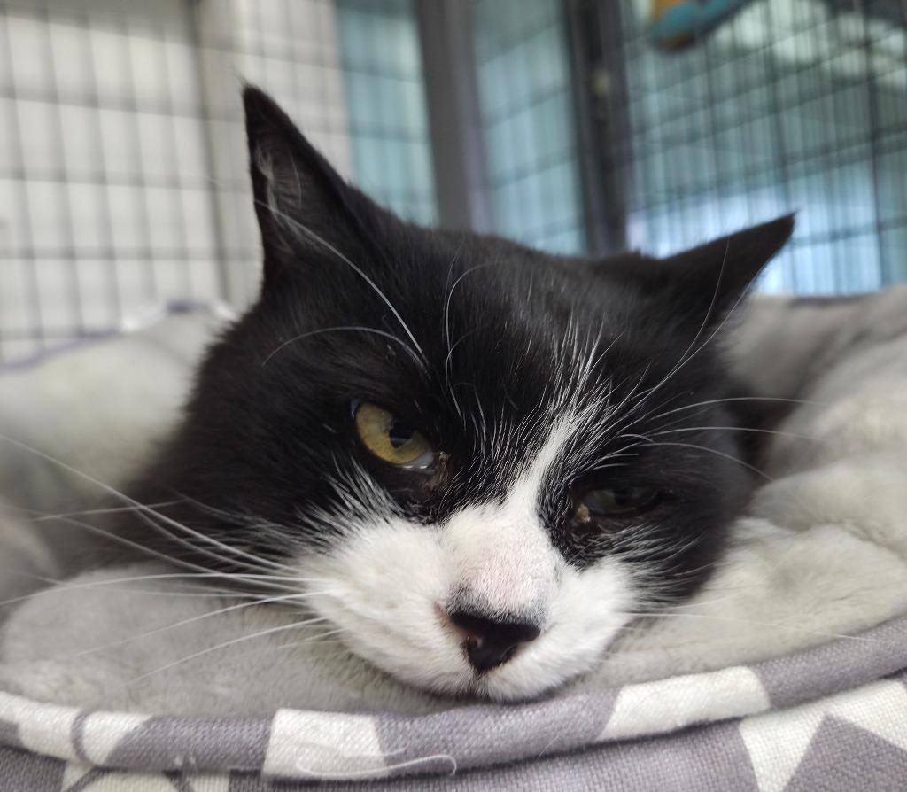 Sasha, Adoptable, Senior Female Domestic Short Hair.