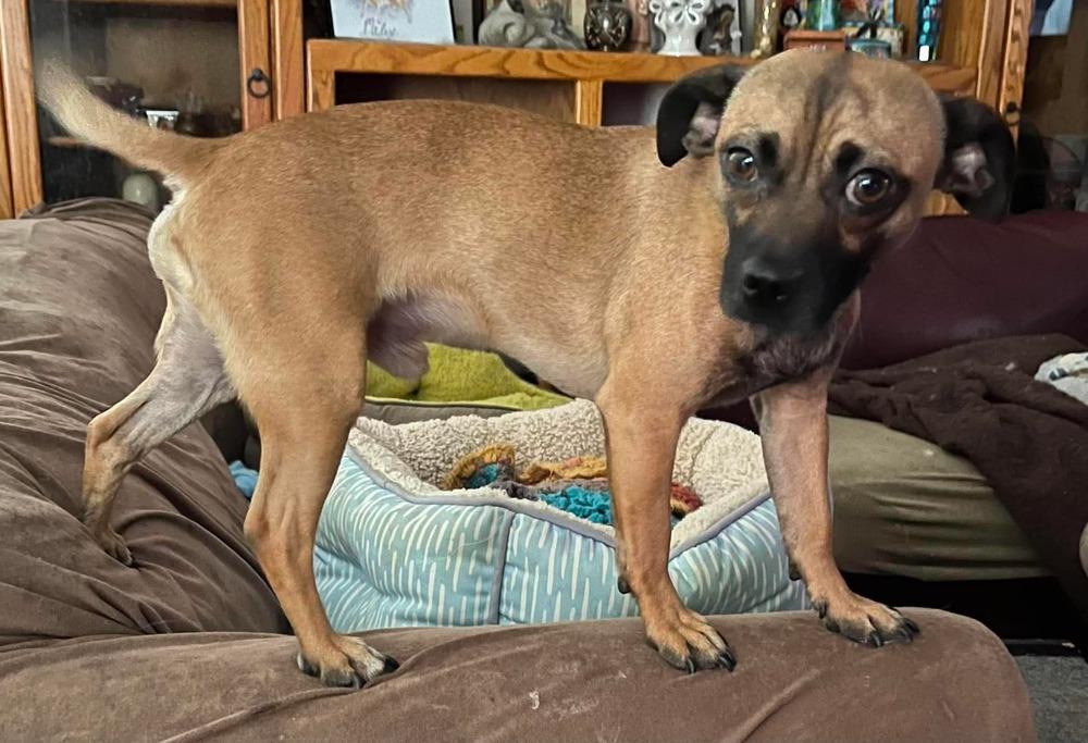 Cubo, a Adoptable mixed breed in TUCSON, AZ image 2/3