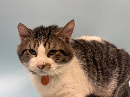 Enlarge Milk, a Adoptable mixed breed in Woodbury, MN image 1/1