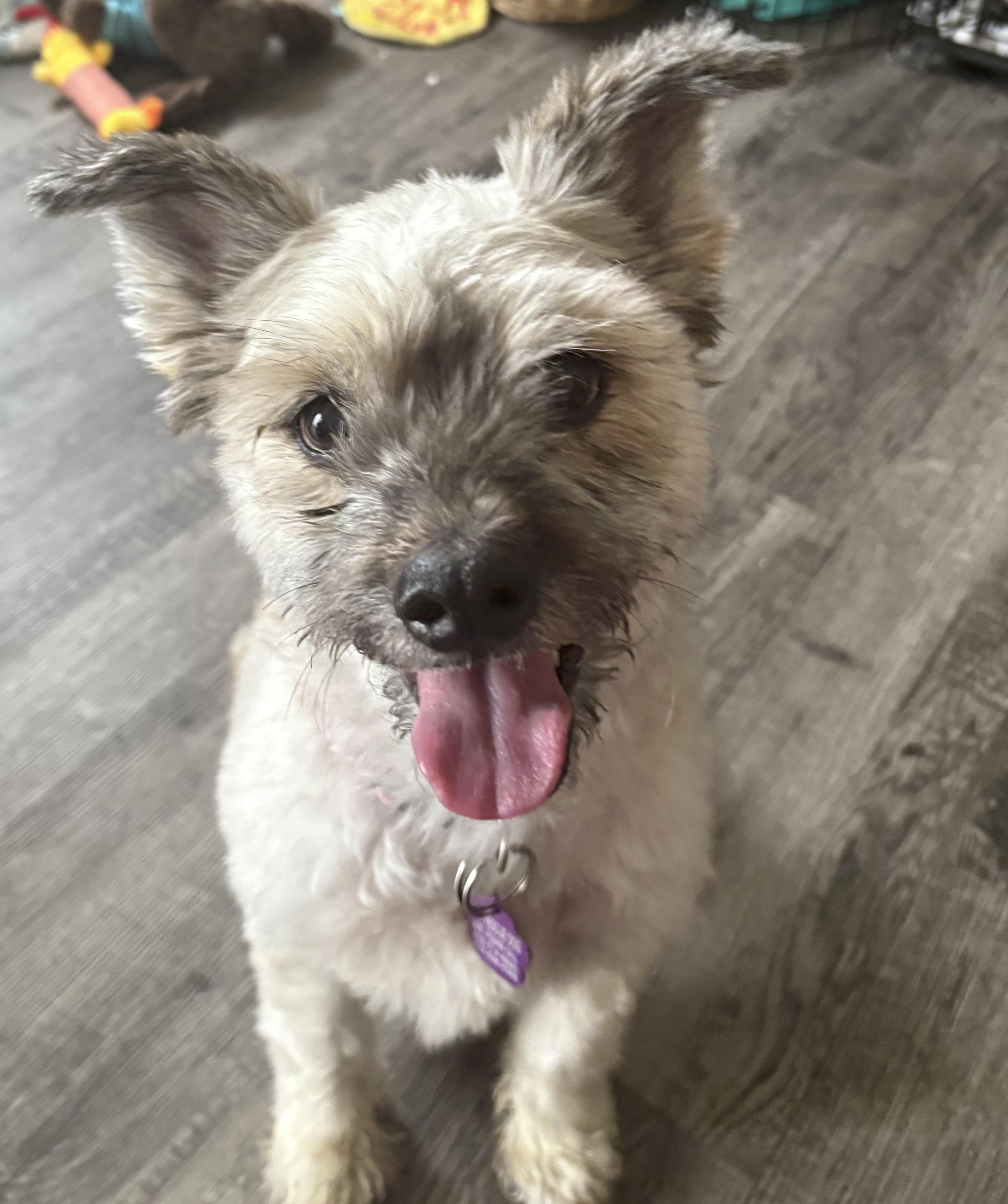 Josie