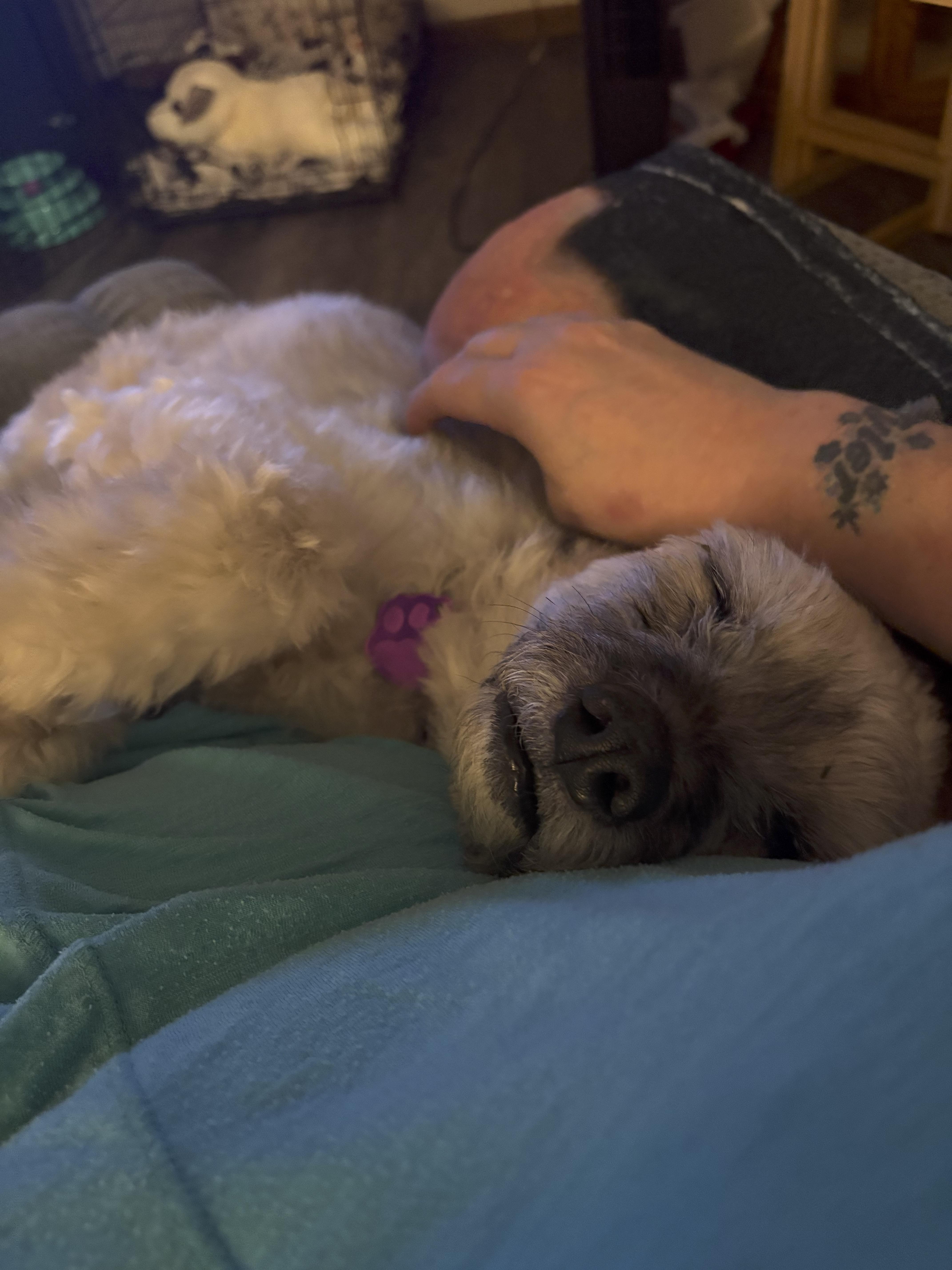 Josie, a Adoptable mixed breed in Omaha, NE image 3/3