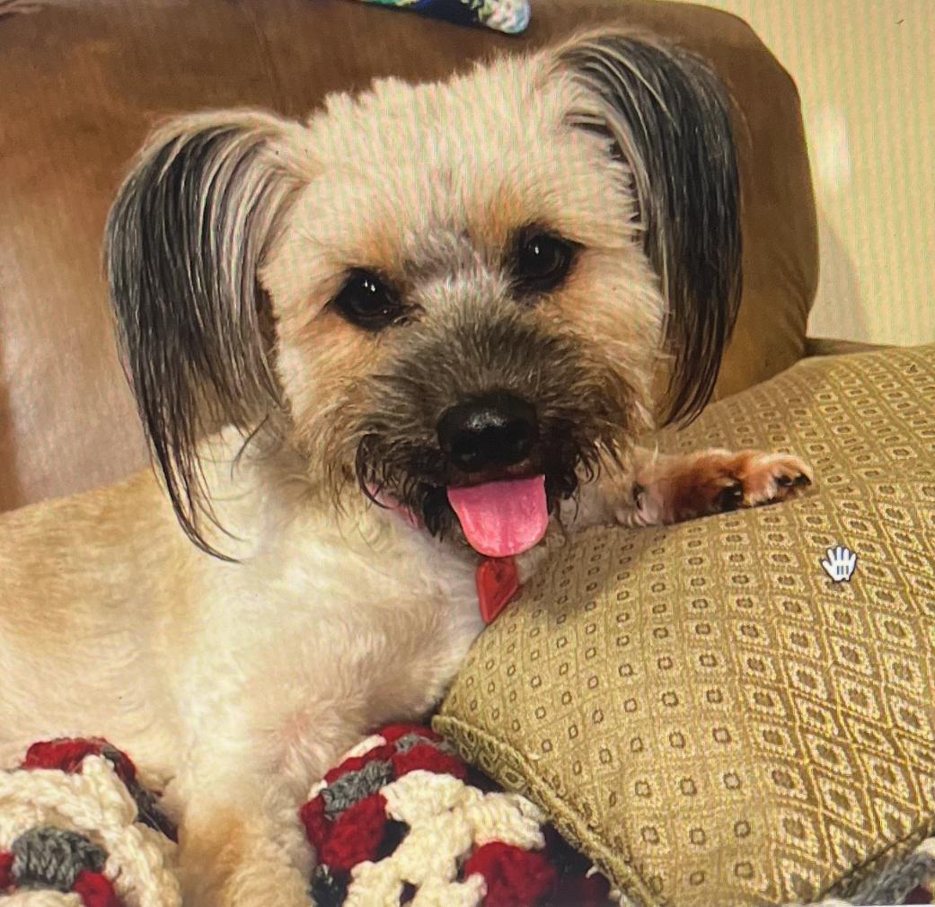 Josie, a Adoptable mixed breed in Omaha, NE image 2/3