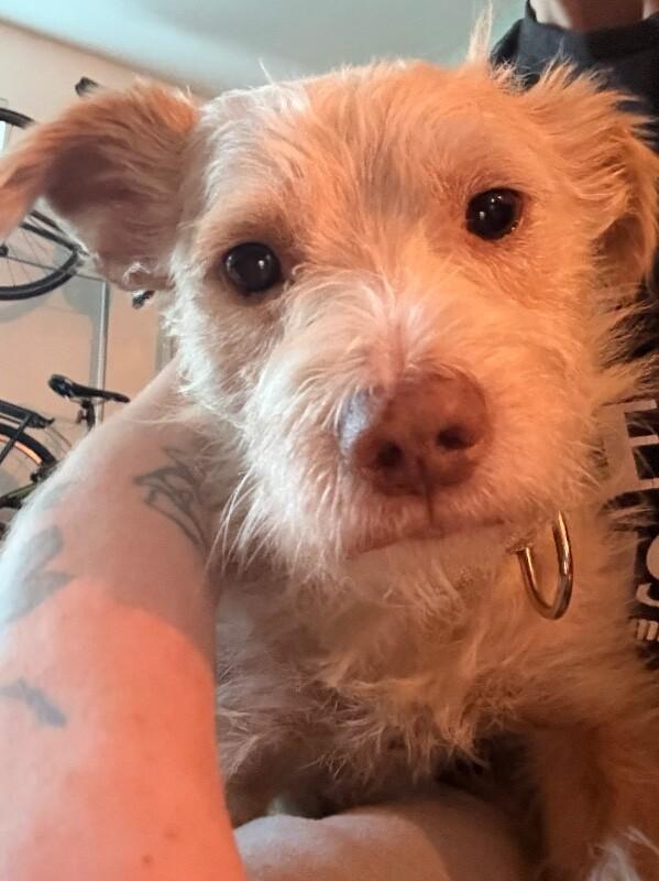 Enlarge Cheddar, a Adoptable mixed breed in Boulder, CO image 1/2