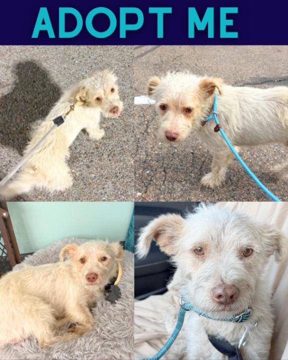 Enlarge Cheddar, a Adoptable mixed breed in Boulder, CO image 2/2