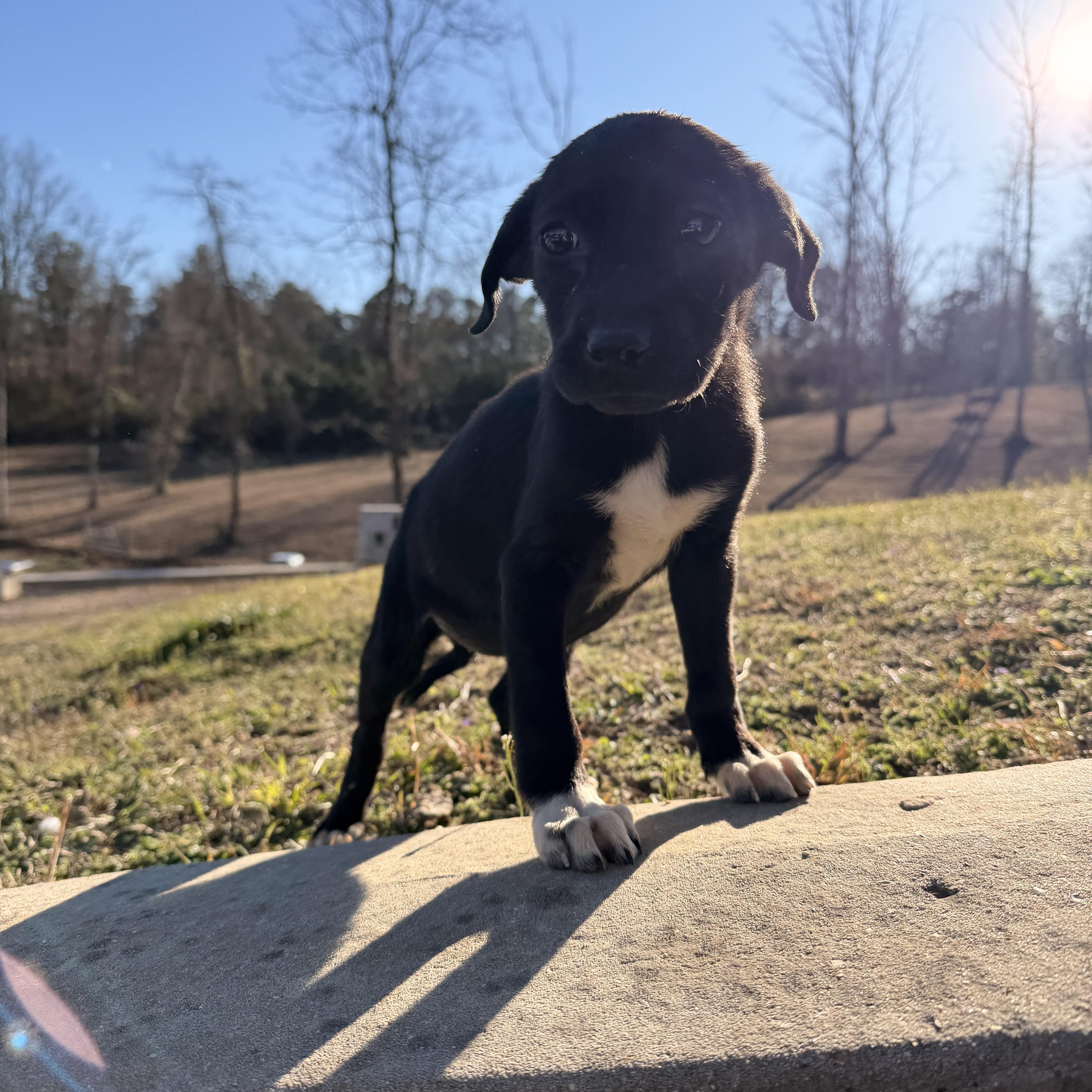 Enlarge Belle, an adopted mixed breed in Roanoke, VA image 3/5