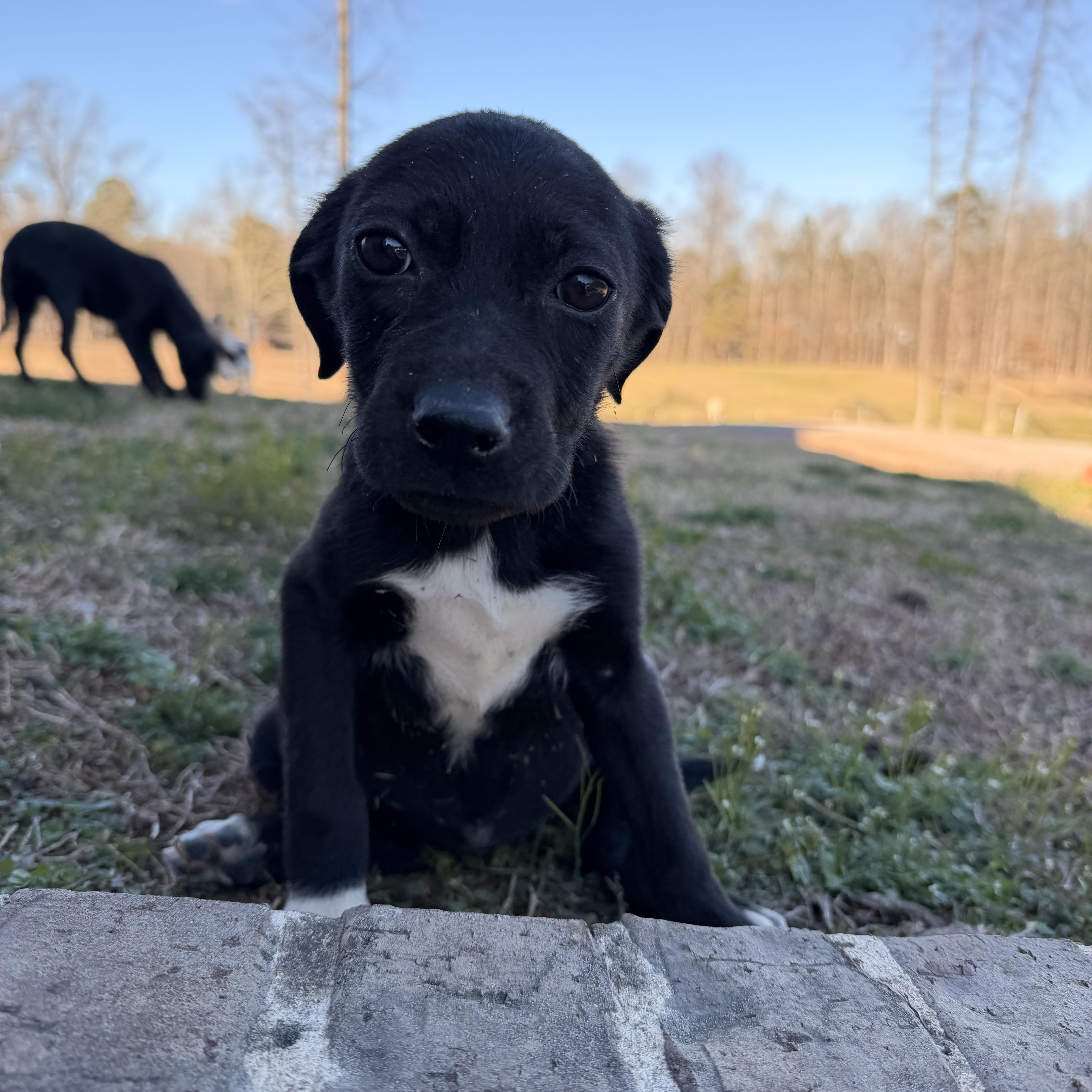 Belle, adopted, Puppy Female Labrador Retriever & Beagle.