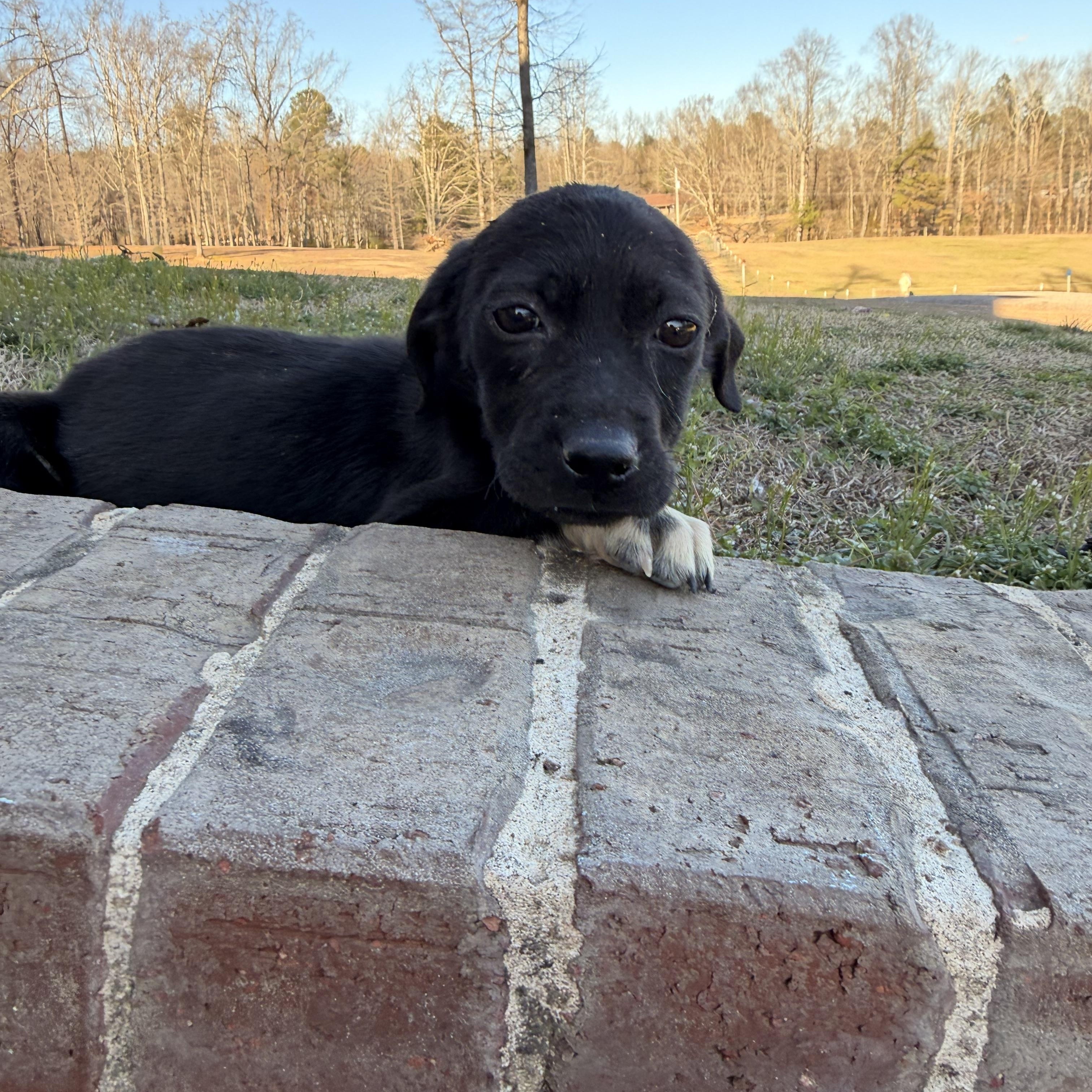 Enlarge Belle, an adopted mixed breed in Roanoke, VA image 5/5