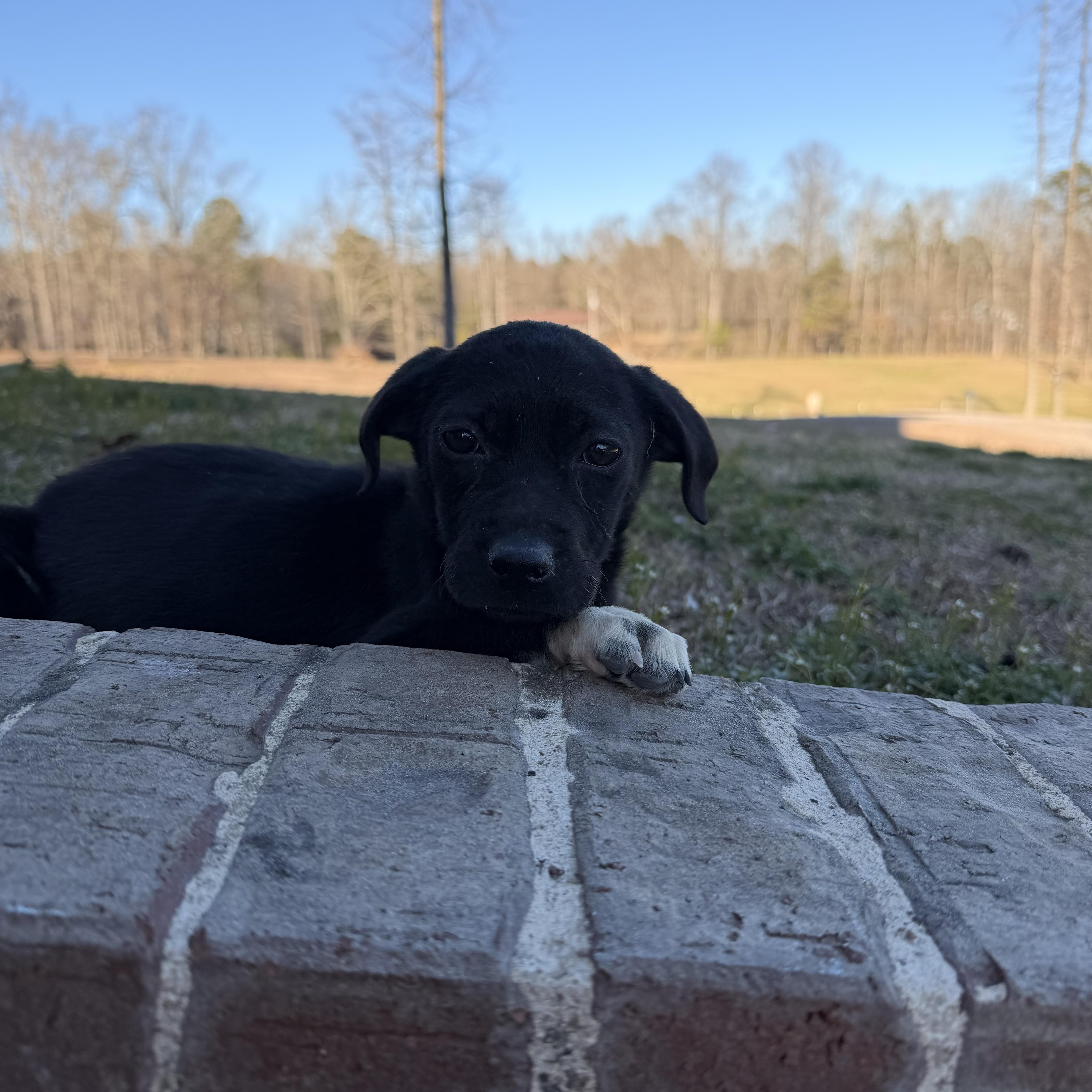 Enlarge Belle, an adopted mixed breed in Roanoke, VA image 2/5