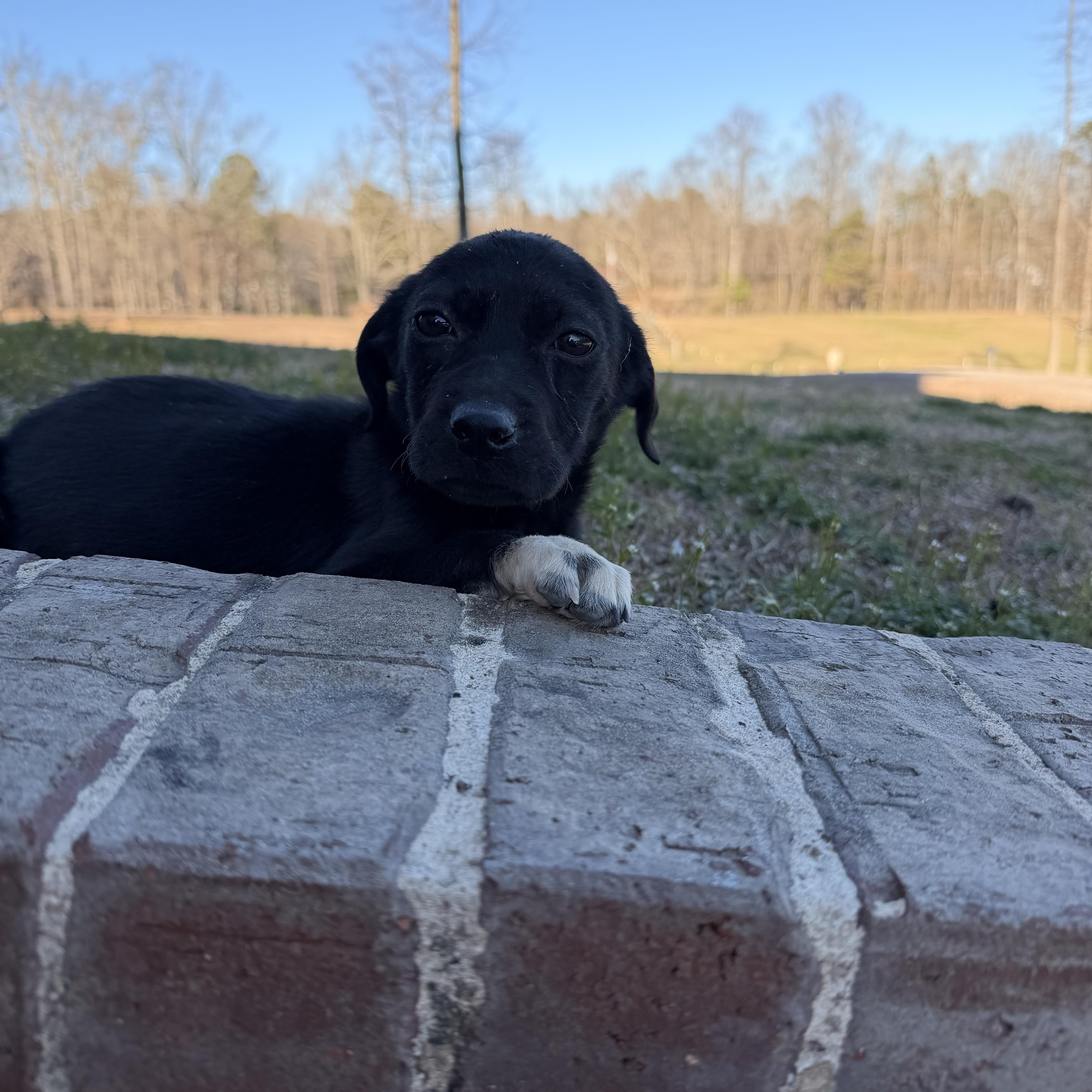 Enlarge Belle, an adopted mixed breed in Roanoke, VA image 4/5