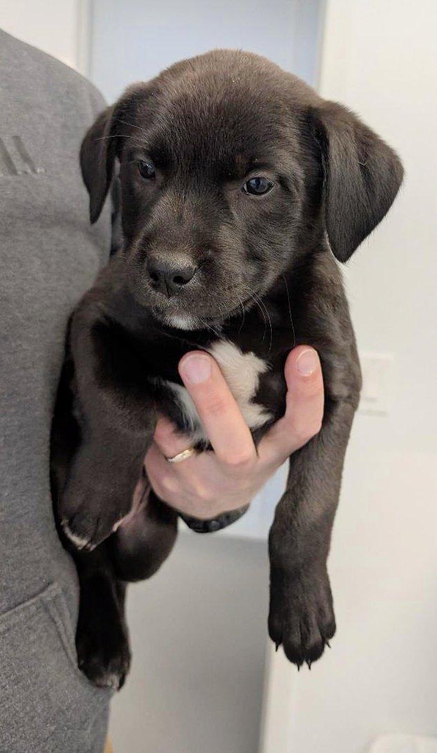 Sasha, adopted, Puppy Female Pit Bull Terrier.