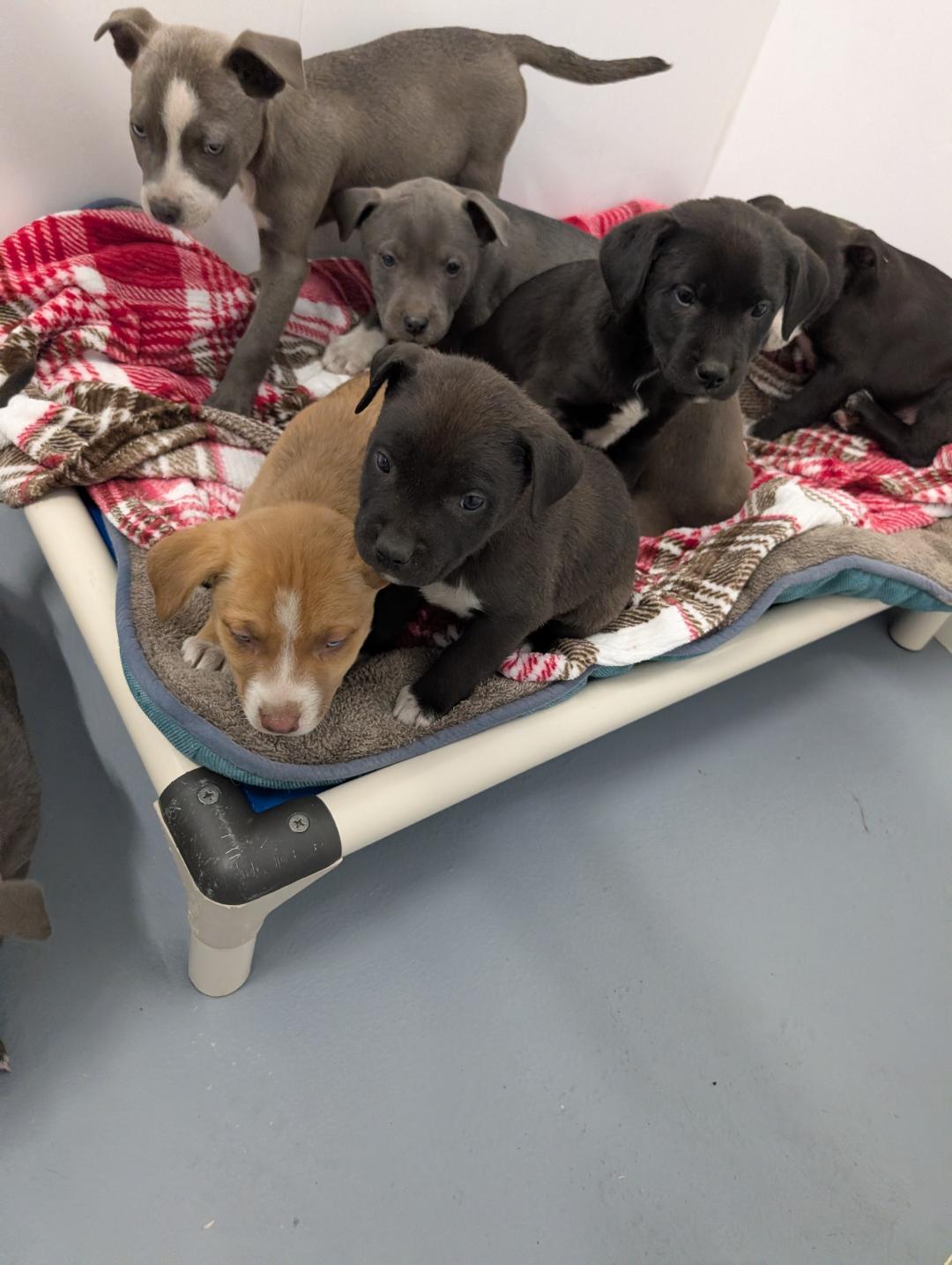 Enlarge Sasha, an adopted mixed breed in Shelby, MI image 2/2