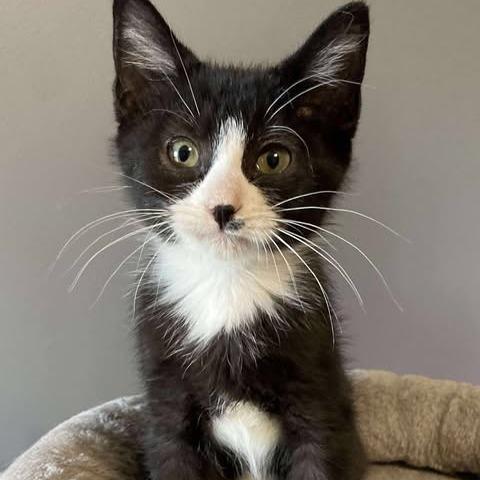 Cricket, Adoptable, Young Male Domestic Short Hair.