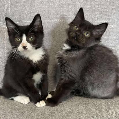 Cricket, a Adoptable Domestic Short Hair in FAIRWAY, KS image 2/2