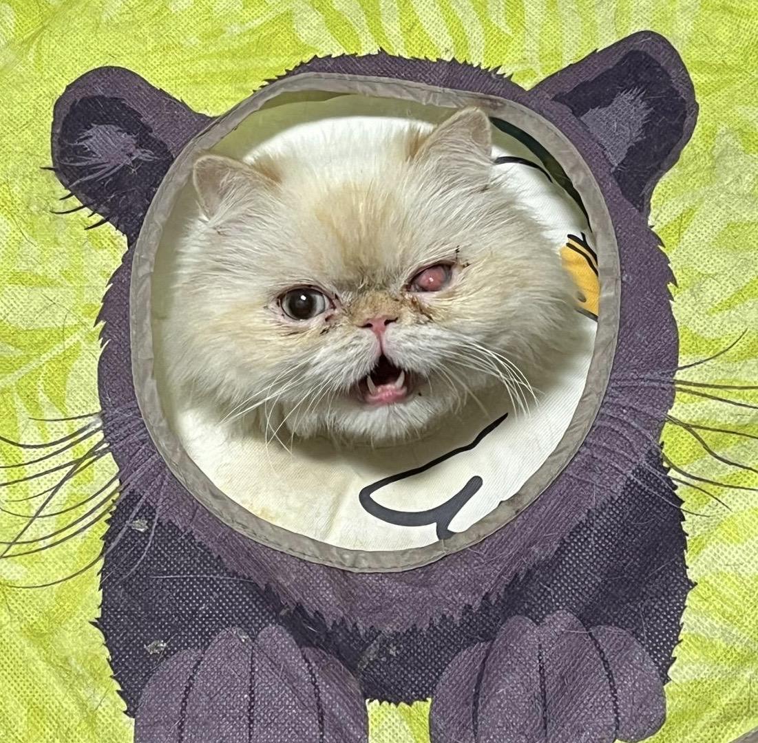 Ludo, a ADOPTABLE Persian in Toronto, ON image 1/6