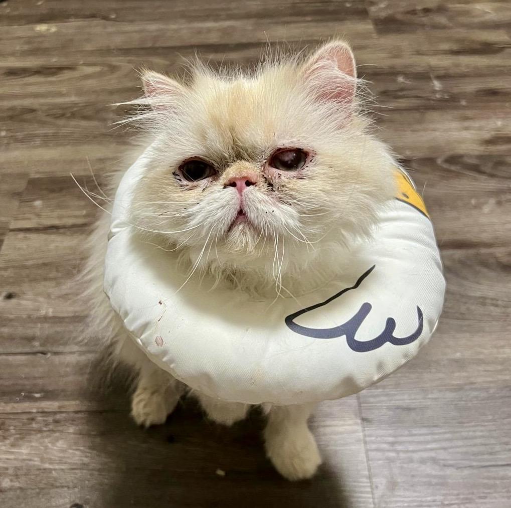 Ludo, a ADOPTABLE Persian in Toronto, ON image 2/6