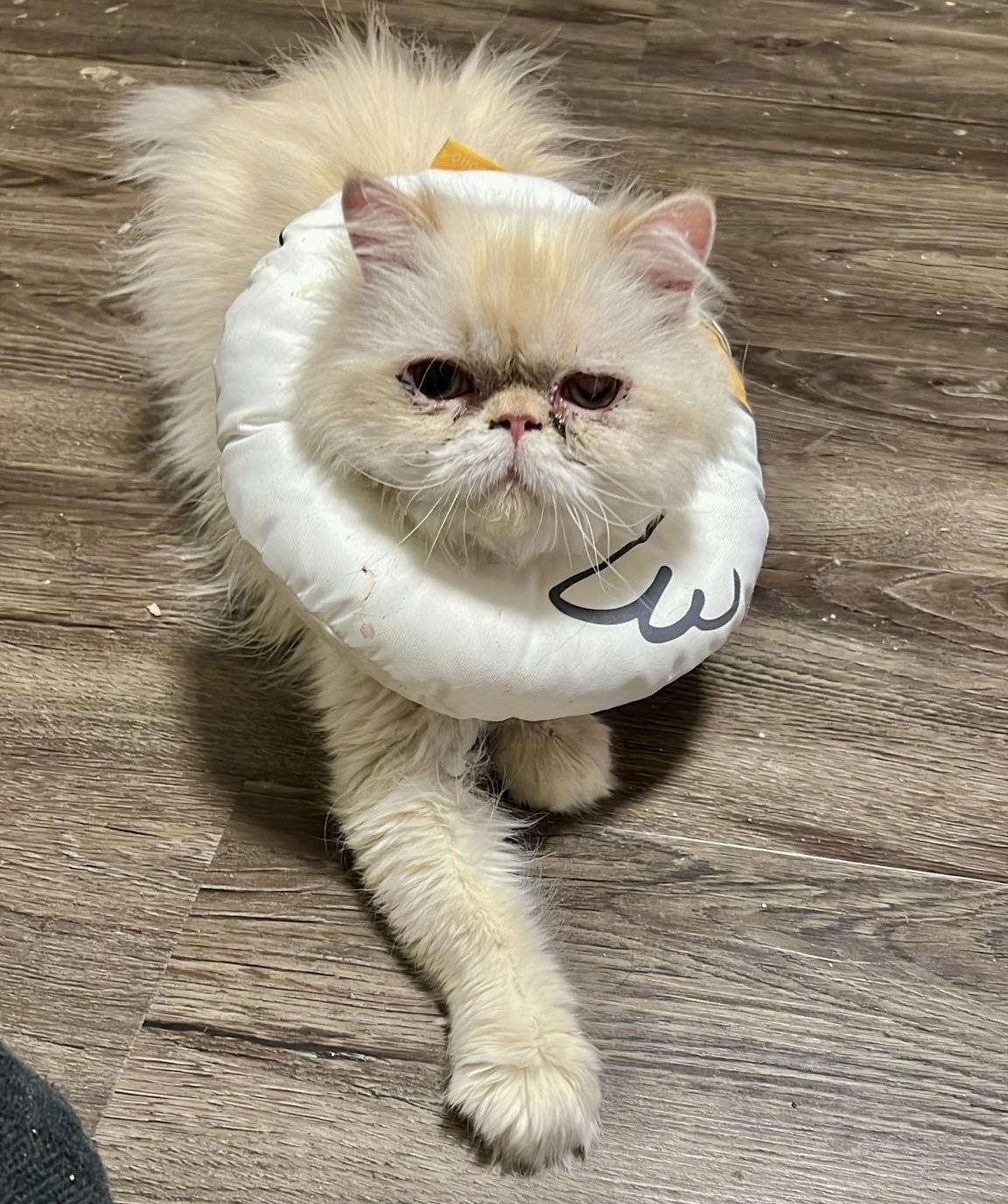 Ludo, a ADOPTABLE Persian in Toronto, ON image 4/6