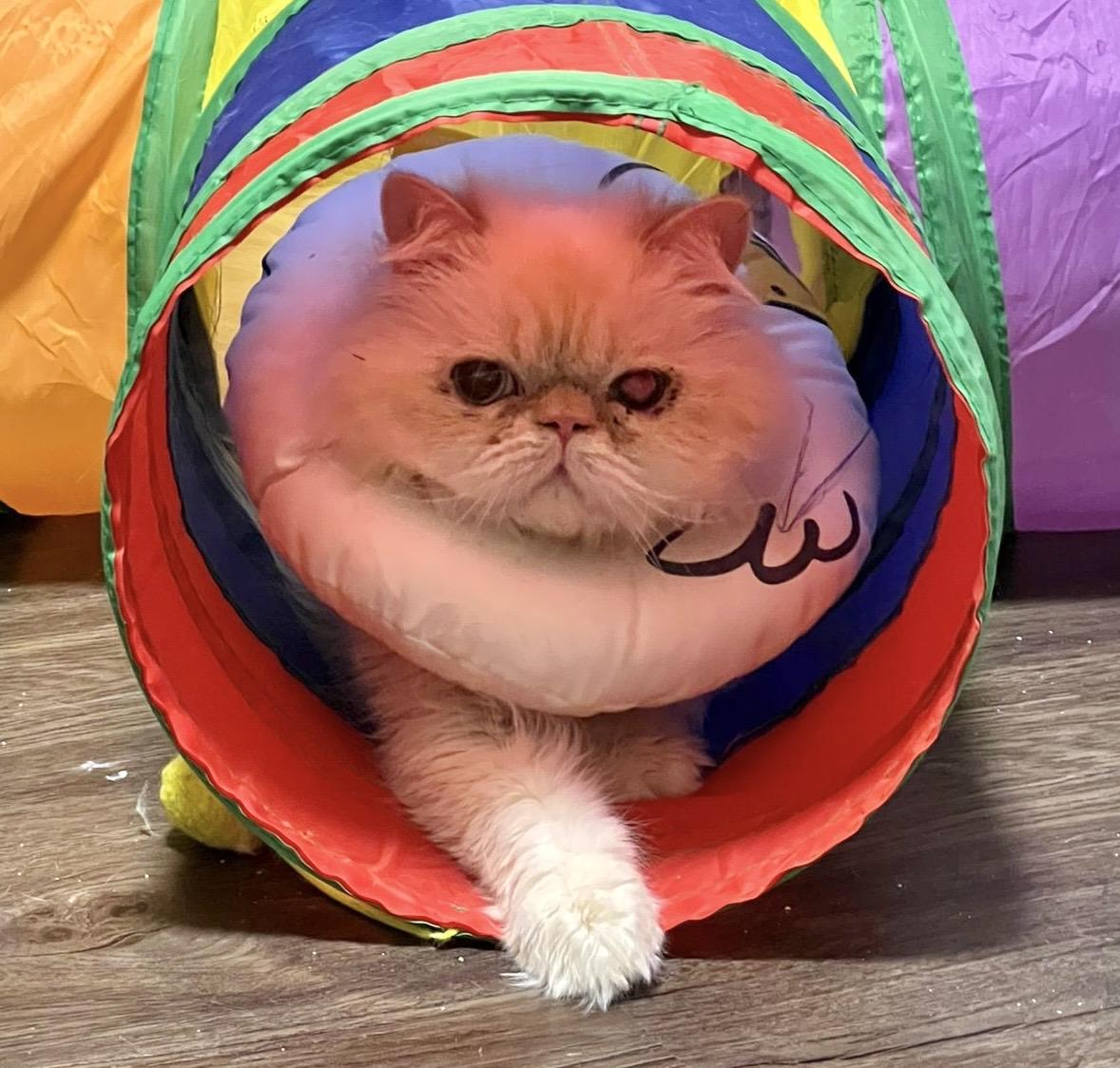 Ludo, a ADOPTABLE Persian in Toronto, ON image 3/6