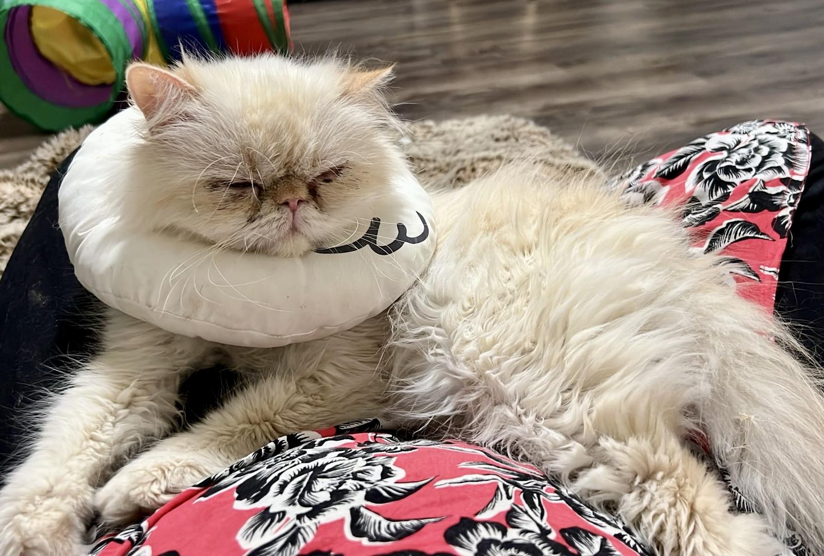 Ludo, a ADOPTABLE Persian in Toronto, ON image 5/6