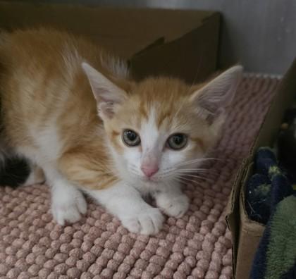 Enlarge Mewci-fer, a Adoptable mixed breed in Clinton, MO image 1/1
