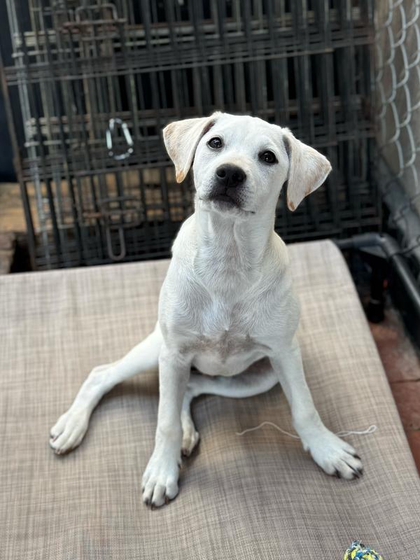 Enlarge Michelangelo, a Adoptable mixed breed in San Diego, CA image 2/4