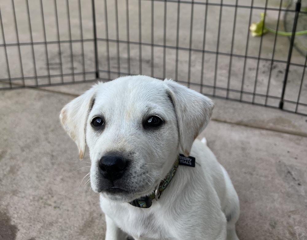 Enlarge Michelangelo, a Adoptable mixed breed in San Diego, CA image 4/4