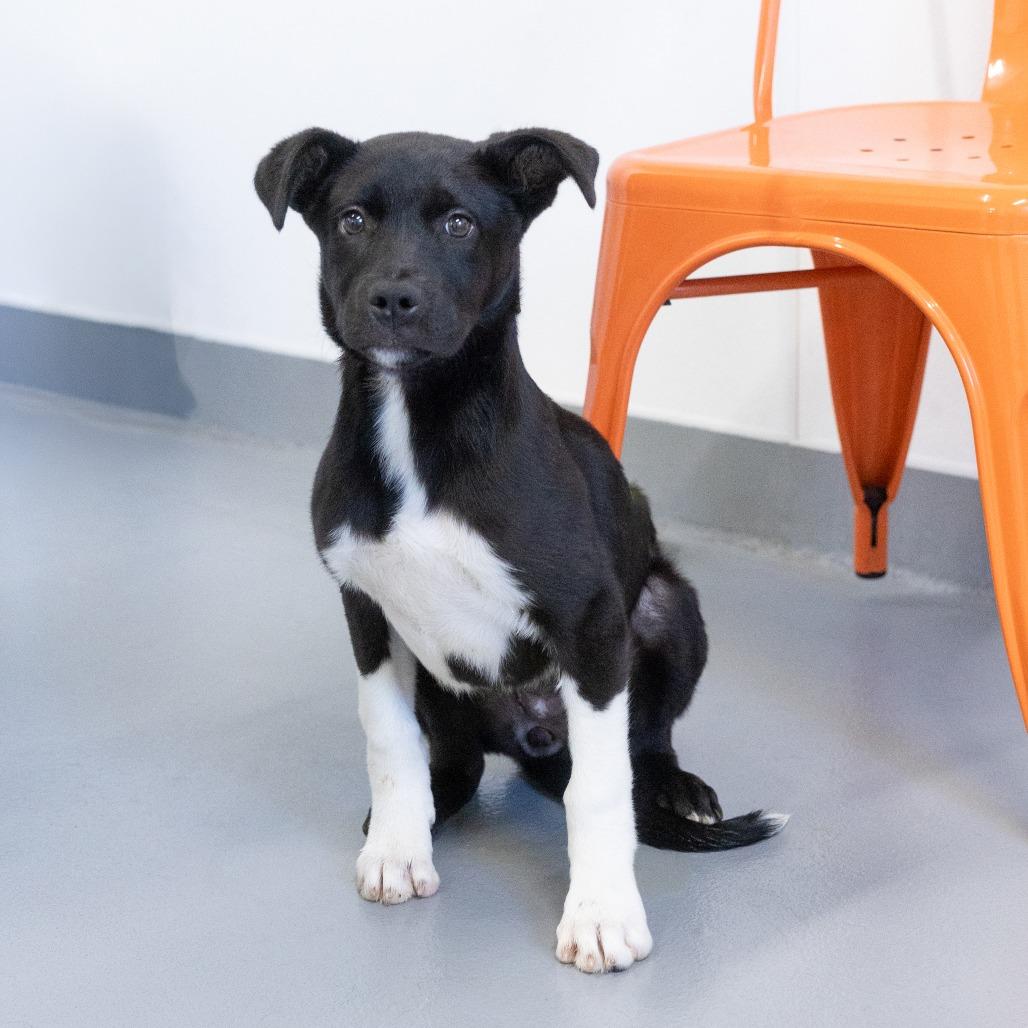 Enchilada, ADOPTABLE, Puppy Male Mixed Breed.