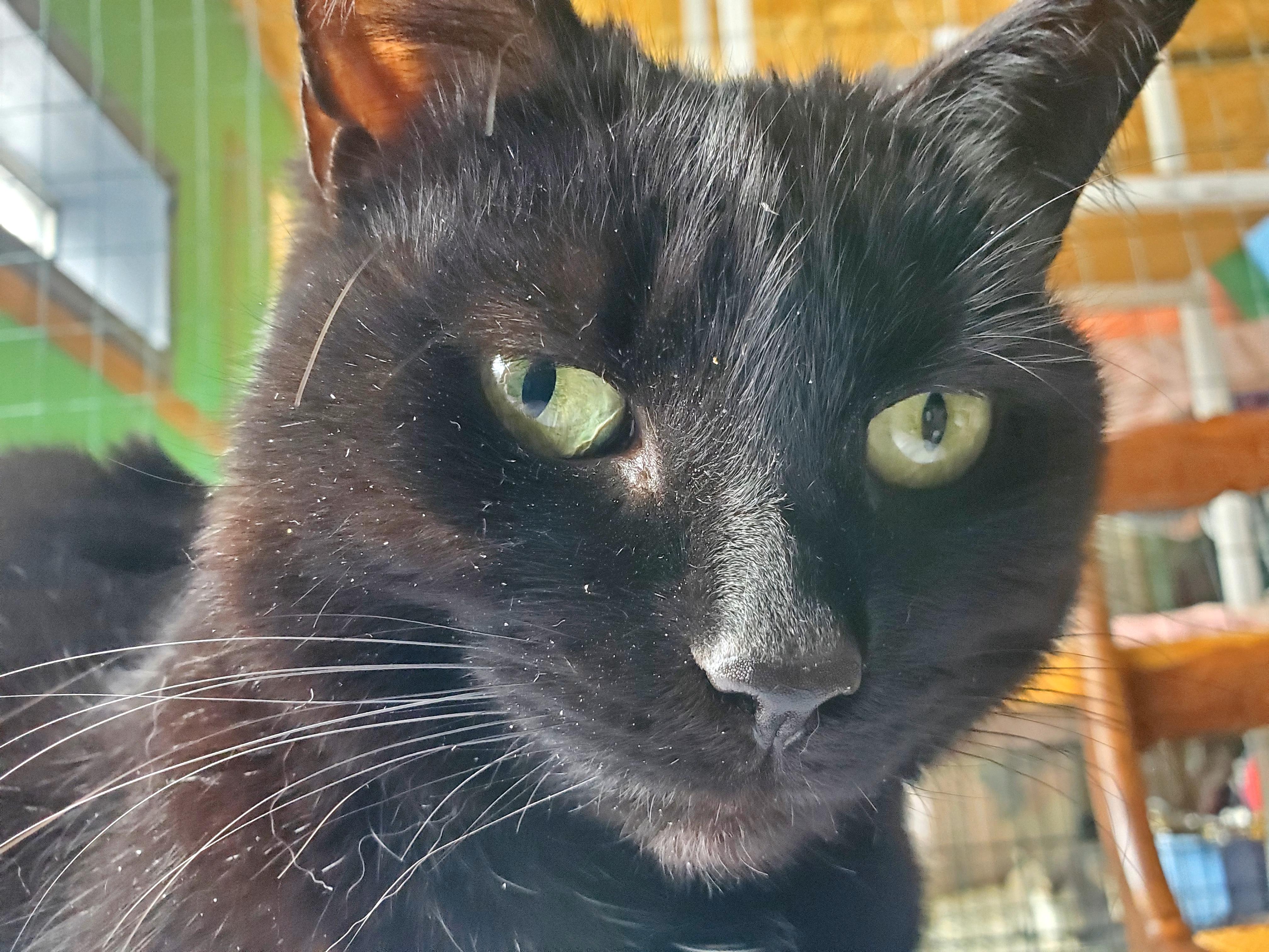 Rose, a Adoptable Domestic Medium Hair in Gladwin, MI image 4/6